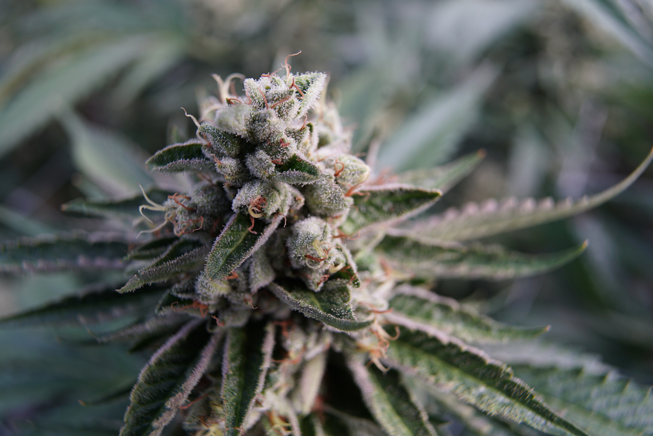 Crystallized Nug Flowering Cannabis Medical Marijuana Herbal Alternative Medicine