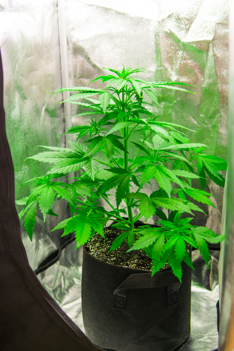 Marijuana business. Grow in grow box tent. Planting cannabis. Home Grow legal Recreational cannabis. Northern light strain. Hemp grow operation. Cannabis flower Indoors growing.